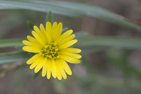 Lemon-scented tarplant  Geotagged,Madia citriodora,Spring,United States,lemon scented tarplant
