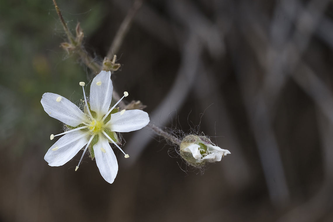Fescue sandwort  Eremogone capillaris,Geotagged,Spring,United States,fescue sandwort