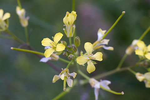 Spreading Wallflower introduced Erysimum repandum,Geotagged,Spring,United States