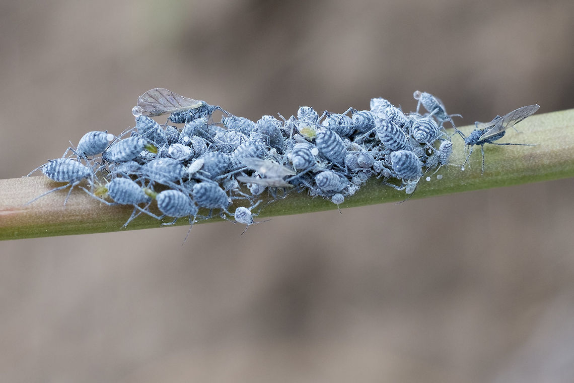 Colony of blue aphids on a balsamroot stem  Geotagged,Spring,United States