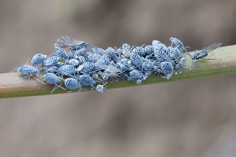 Colony of blue aphids on a balsamroot stem  Geotagged,Spring,United States