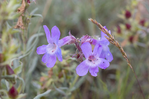 Gardinier's Penstemon  Gardinier's penstemon,Geotagged,Penstemon gairdneri,Spring,United States