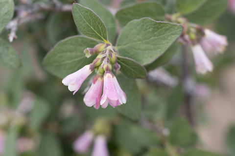 Mountain snowberry  Geotagged,Spring,Symphoricarpos rotundifolius,United States