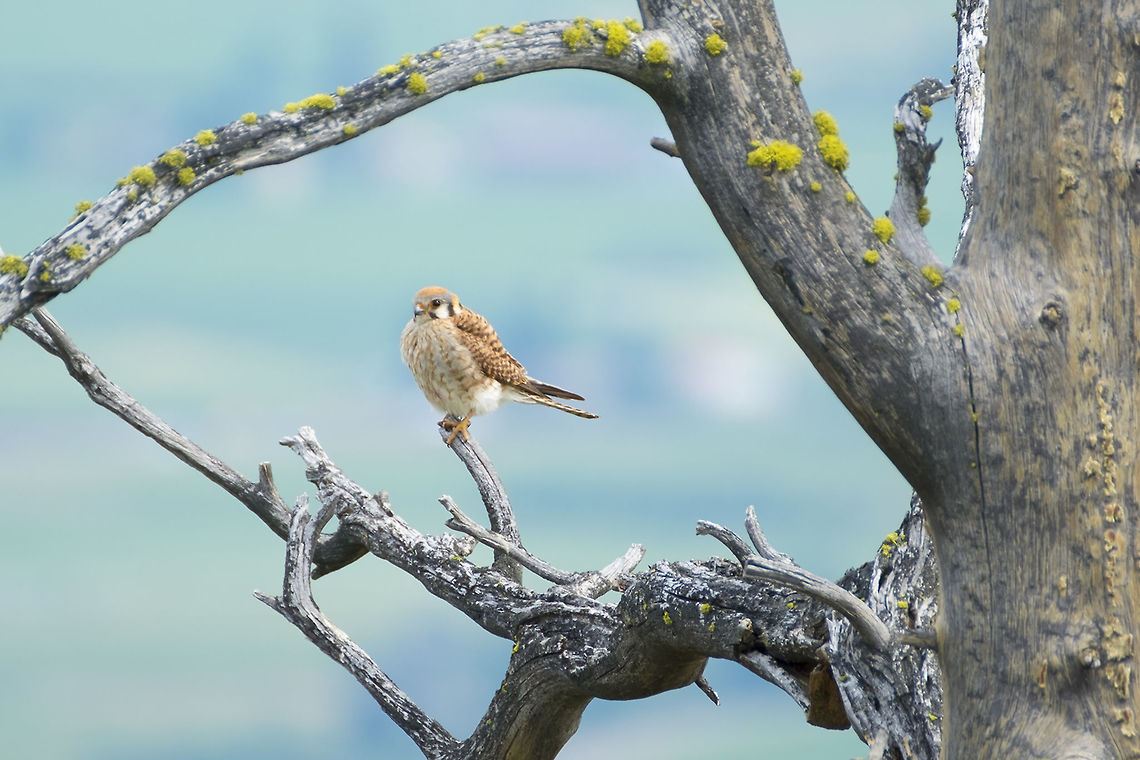 Female kestrel This little lady was hanging out in this tree the whole day. She was there when I was on my way out on the trail around 11am and still there as I was coming back at 3pm. I was actually waiting for a woodpecker to come back and didn&#039;t spot her until I was scoping out the tree with my long lens. Apparently she also knew that this was also a favorite tree of the woodpecker and tried for lunch when he came around, but missed and the woodpecker lived to peck another tree.  American Kestrel,Falco sparverius,Geotagged,Spring,United States