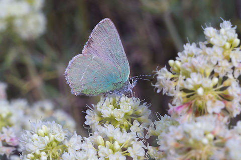 Sheridan's green hairstreak  Callophrys sheridanii,Geotagged,Spring,United States