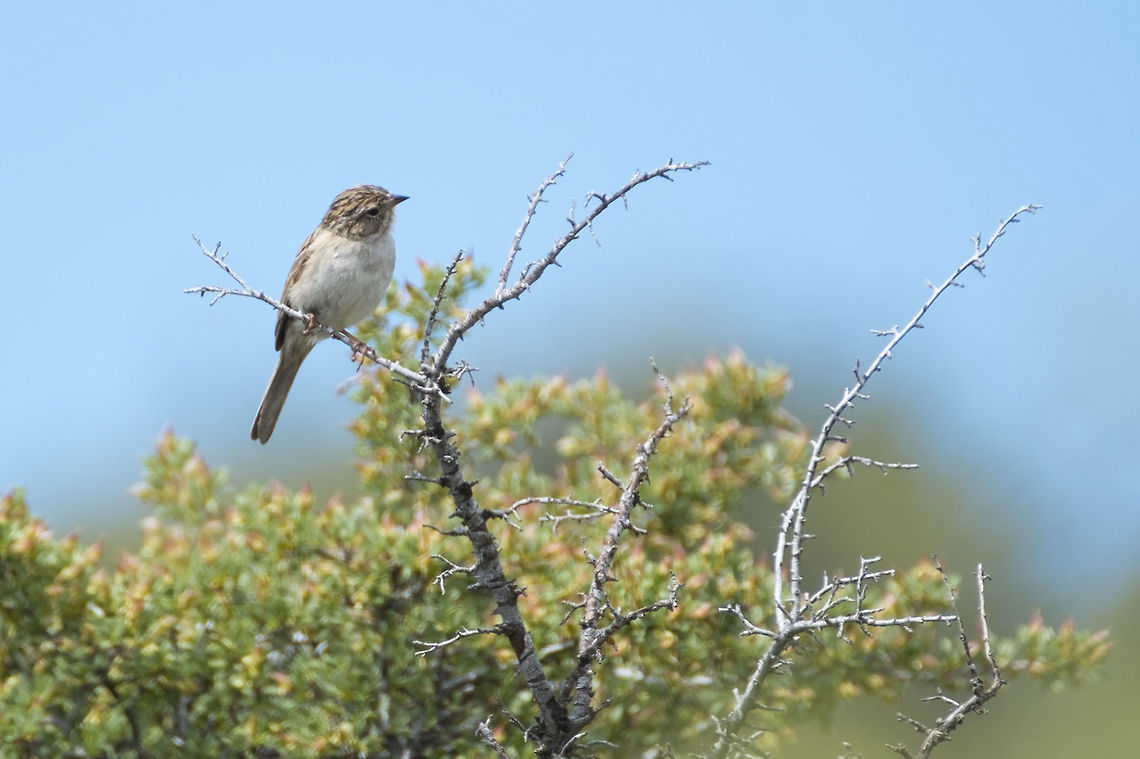 Brewer's sparrow A little help from Birdshare has re-identified this little guy as a Brewer&#039;s sparrow, remarkable for just how unremarkable it is :p  Brewer's sparrow,Geotagged,Spizella breweri breweri,Spring,United States