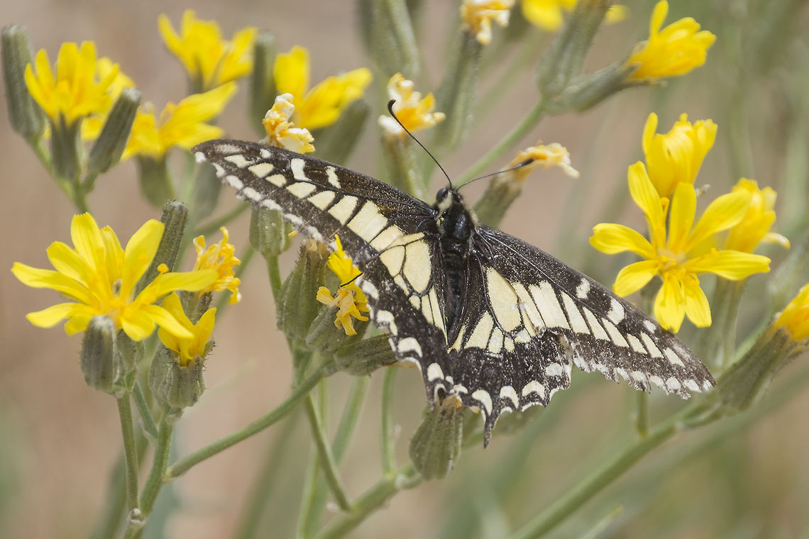 Anise swallowtail male  Anise Swallowtail,Geotagged,Papilio zelicaon,Spring,United States