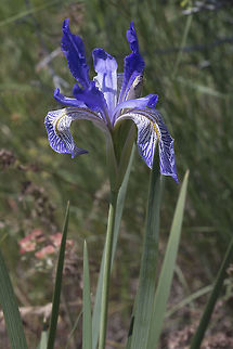 Western blue flag I had no idea we had native iris! Geotagged,Iris missouriensis,Spring,United States