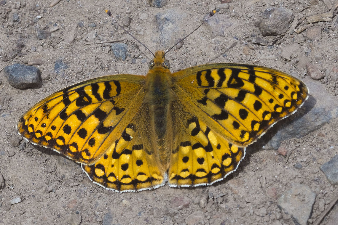 Frittilary - Speyeria sp. oh my&hellip;. I&#039;m afraid they look very much the same to me. I don&#039;t, unfortunately, have any images of the underwing. Could be S. zerene, S. coronis or several others.<br />
<br />
Going through old photos and ran this through Leps - it thinks this is S. coronis Coronis fritillary,Geotagged,Speyeria coronis,Spring,United States