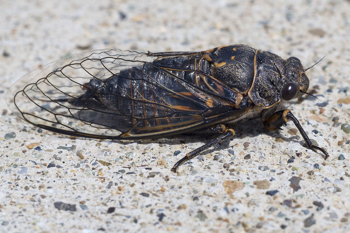 Cicada - tentative ID Okanagana canadensis Aside from being relatively sure that this isn't the same species as the cicada I found a few weeks ago, I'm pretty lost&hellip; I'll submit to BugGuide. Geotagged,Okanagana occidentalis,Spring,United States