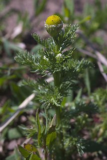 Pineapple weed I'm actually surprised to see that this is a native. It was growing abundantly mainly in the middle of dirt roads and so many of the species that take over disturbed areas here seem to be introduced. Geotagged,Matricaria discoidea,Spring,United States