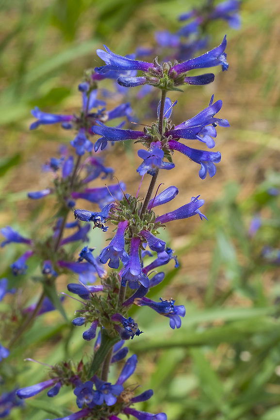 Penstemon there are lots of blue/purple penstemons&hellip; another hiker on this trail ID'd this abundant flower as Rydberg's Penstemon, but I'm not convinced that is correct. There are probably at least 3 other possibilities. Geotagged,Spring,United States