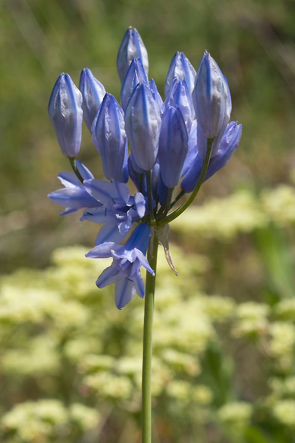 Blue umber lily  Geotagged,Spring,Triteleia grandiflora,United States