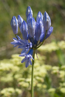 Blue umber lily  Geotagged,Spring,Triteleia grandiflora,United States