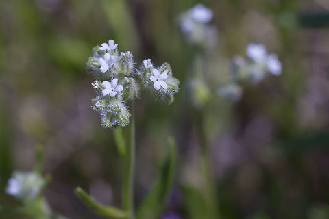 Slender cryptantha  Cryptantha affinis,Geotagged,Spring,United States