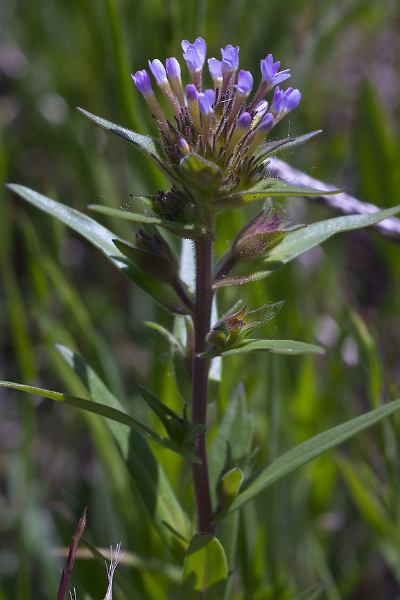 Tiny trumpet  Collomia linearis,Geotagged,Spring,United States