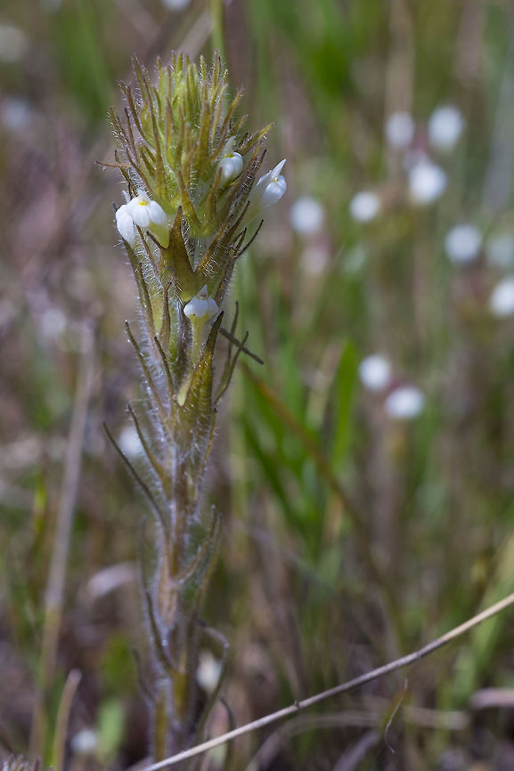 Thin paintbrush  Castilleja tenuis,Geotagged,Spring,United States