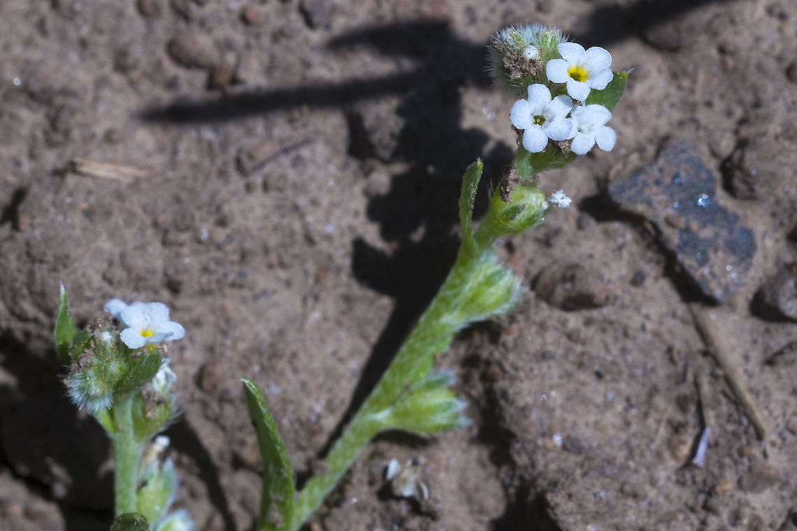 Scouler's popcorn flower  Geotagged,Plagiobothrys scouleri,Spring,United States