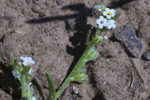 Scouler's popcorn flower  Geotagged,Plagiobothrys scouleri,Spring,United States