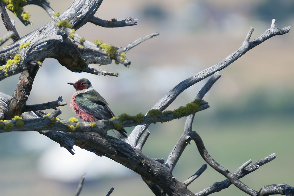 Lewis's woodpecker A rather lovely red and green woodpecker, these guys nest in trees, but unlike most woodpeckers, catch most of their insect diet on the wing. Geotagged,Lewis's woodpecker,Melanerpes lewis,Spring,United States