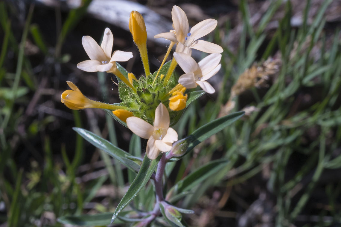 large-flowered mountain trumpet very pretty orange sherbet colored flowers - not particularly large, but bigger than other Collomias Collomia grandiflora,Geotagged,Spring,United States