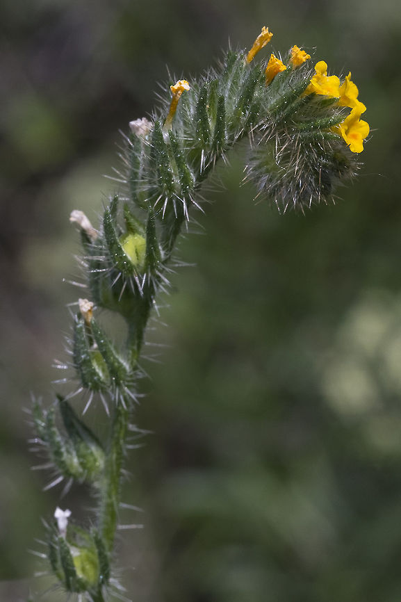 Menzies' fiddleneck  Amsinckia menziesii,Geotagged,Spring,United States