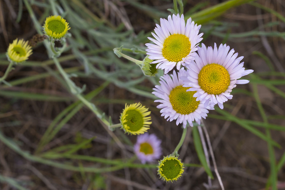 Threadleaf fleabane  Erigeron filifolius,Geotagged,Spring,United States