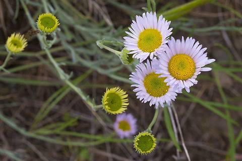 Thread-leaf fleabane