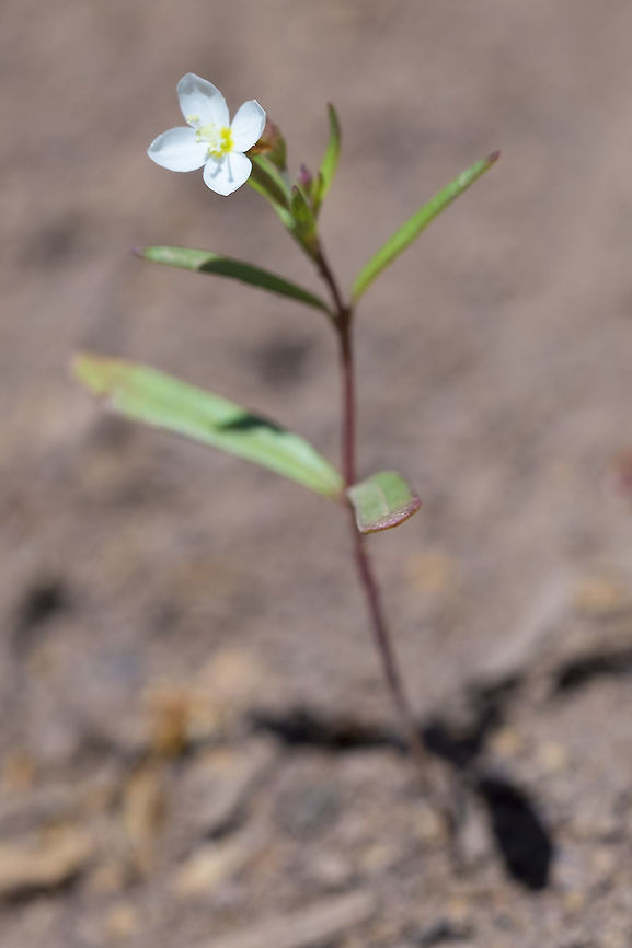 Spreading Groundsmoke  Gayophytum diffusum,Geotagged,Spring,United States