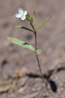 Spreading Groundsmoke  Gayophytum diffusum,Geotagged,Spring,United States