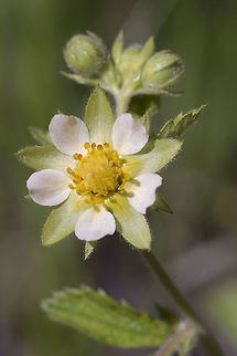 Tall cinquefoil  Drymocallis arguta,Geotagged,Spring,United States