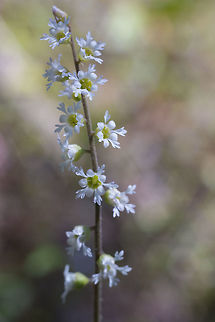 Three-parted mitrewort  Geotagged,Mitella trifida,Ozomelis trifida,Spring,United States,mitella trifida