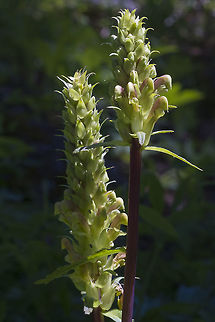 Towering Lousewort  Geotagged,Pedicularis bracteosa,Spring,Towering Lousewort,United States