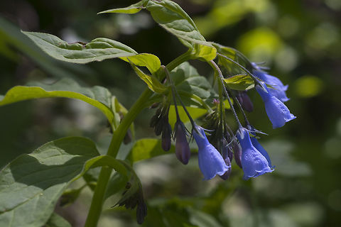 Tall Bluebells  Geotagged,Mertensia paniculata,Spring,Tall bluebells,United States