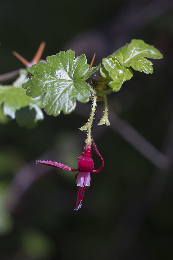 Gummy Gooseberry  Geotagged,Gummy gooseberry,Ribes lobbii,Spring,United States