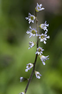 Threeparted mitrewort  Geotagged,Mitella trifida,Ozomelis trifida,Spring,United States,mitella trifida