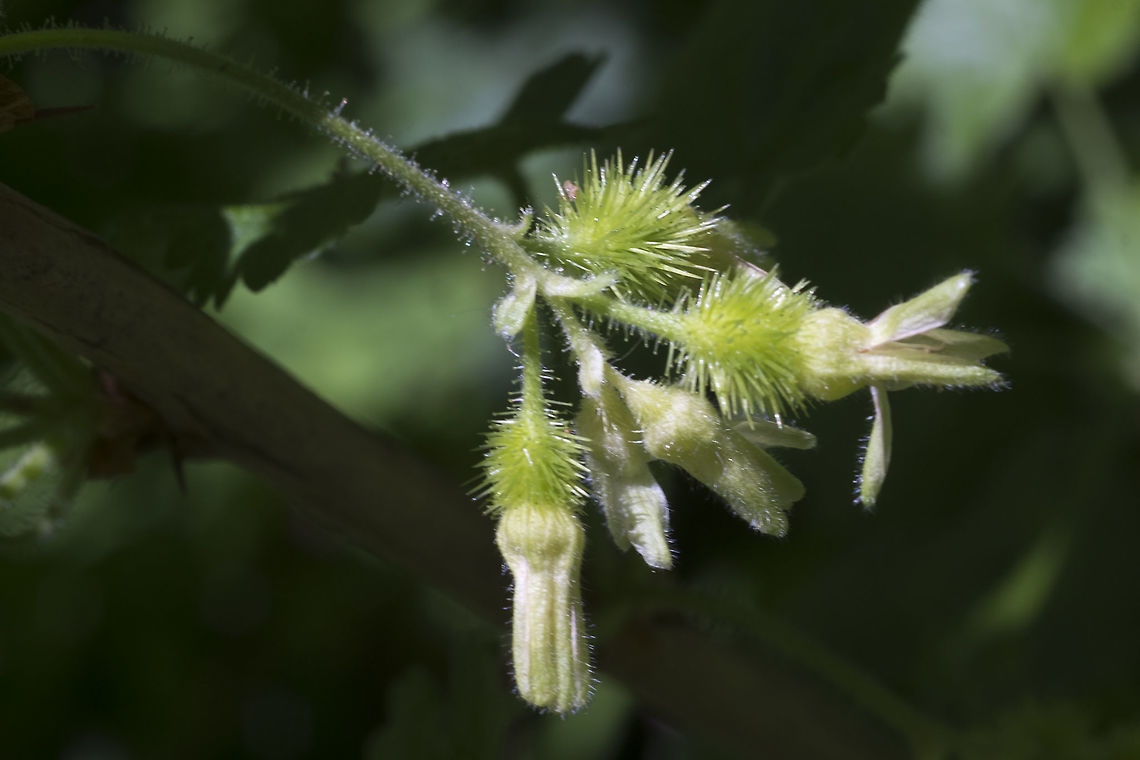 Watson Gooseberry  Geotagged,Ribes watsonianum,Spring,United States