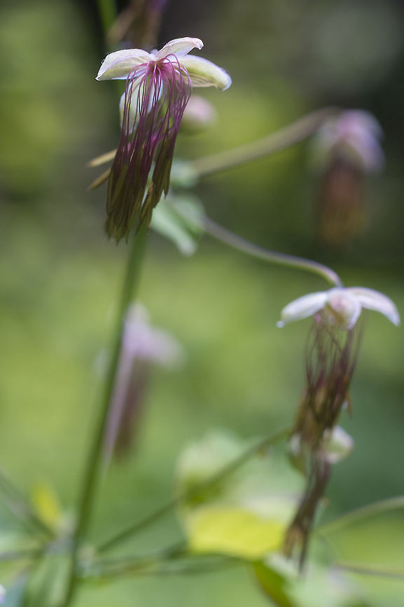 Western Meadowrue - female flowers they remind me of little jellyfish Geotagged,Spring,Thalictrum occidentale,United States,Western meadow-rue