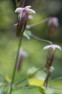 Western Meadowrue - female flowers they remind me of little jellyfish Geotagged,Spring,Thalictrum occidentale,United States,Western meadow-rue