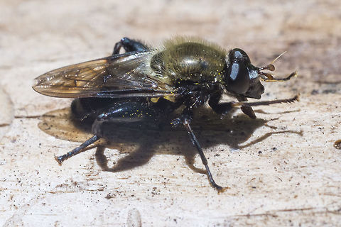 Syrphid fly not even sure where to get started with this guy - hopefully BugGuide to the rescue!
- update - I've got an ID from BugGuide as Brachypalpus oarus *but* no information that I can find lists it's range as this far west... Brachypalpus oarus,Geotagged,Spring,United States