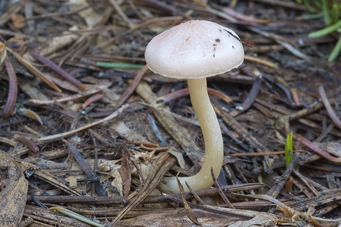 Hygrophorus goetzii snowbank mushroom Geotagged,Hygrophorus goetzii,Spring,United States