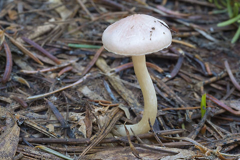 Hygrophorus goetzii snowbank mushroom Geotagged,Hygrophorus goetzii,Spring,United States