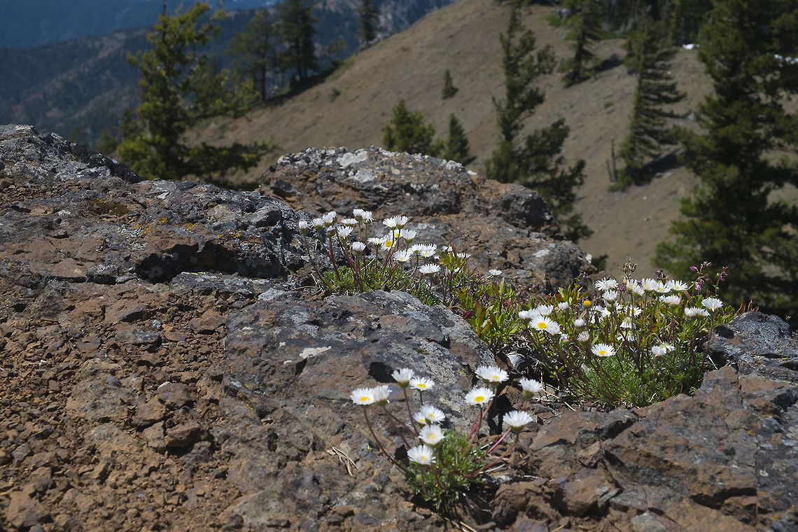 Cutleaf daisy  Dwarf mountain fleabane,Erigeron compositus,Geotagged,Spring,United States
