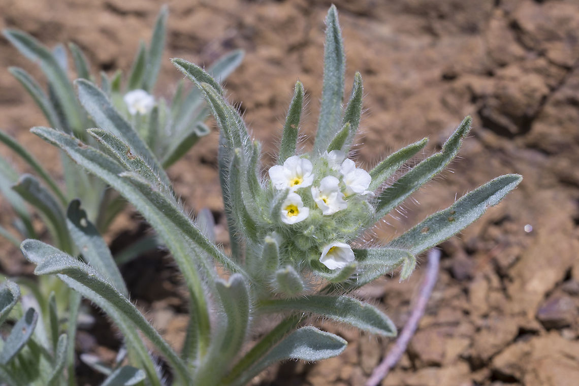 Thompson's cat's eye Another one of our serpentine outcrop endemics - these little stony island are wonderful species creators. Cryptantha thompsonii,Geotagged,Spring,Thompson's cat's eye,United States