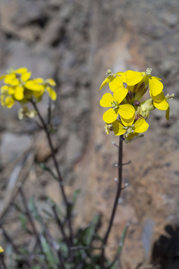 Cascade Wallflower  Cascade wallflower,Erysimum arenicola,Geotagged,Spring,United States