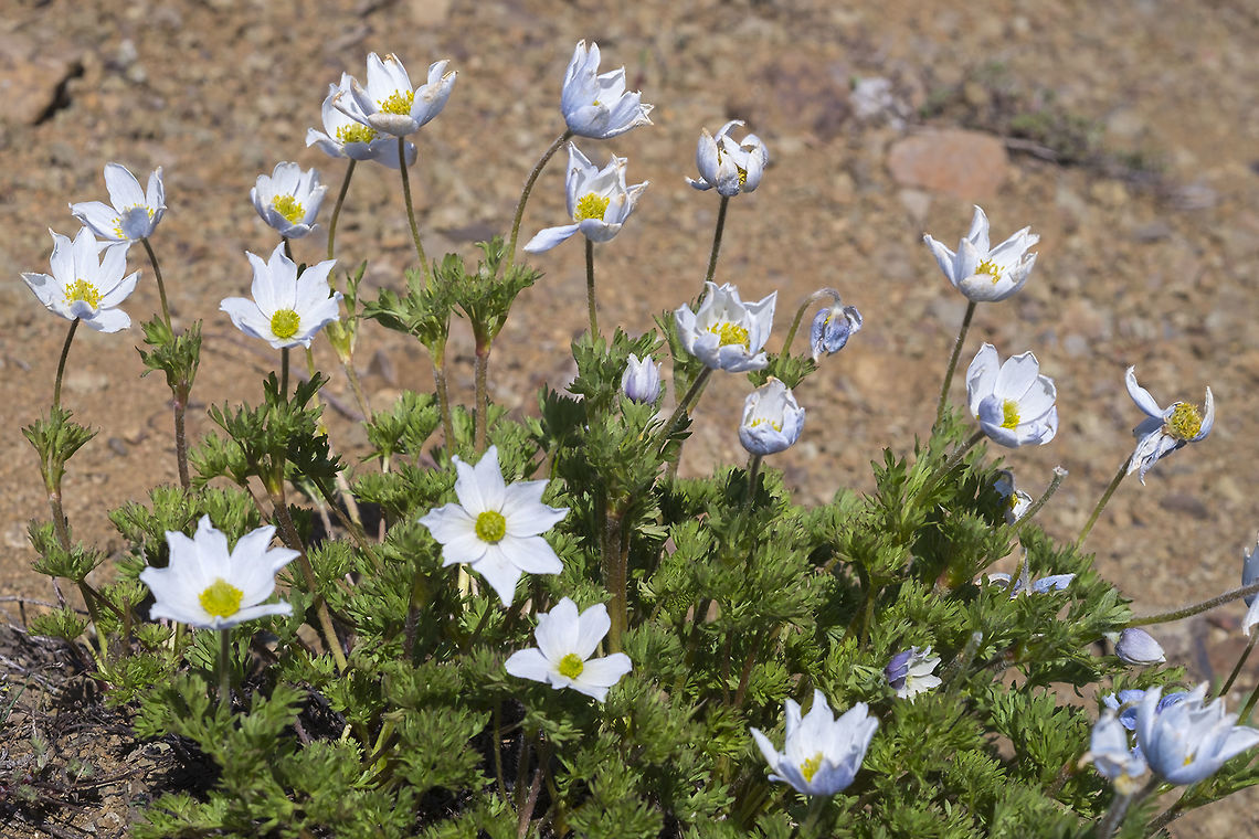 Drummond's anemone  Anemone drummondii,Geotagged,Spring,United States