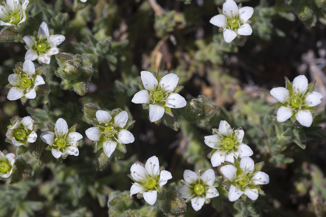 Brittle sandwort  Geotagged,Minuartia nuttallii,Spring,United States