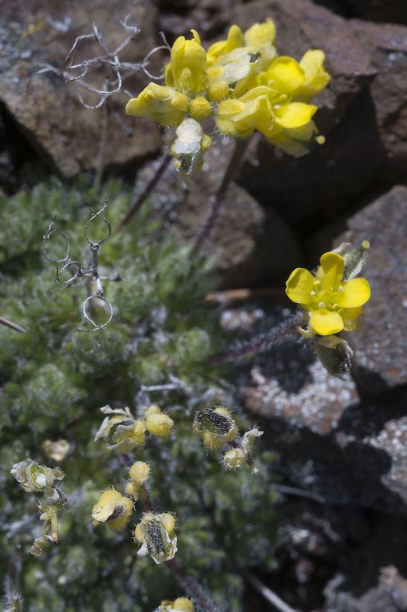 Draba oligosperma  Draba oligosperma,Few- seeded draba,Geotagged,Spring,United States