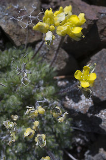 Few- seeded draba