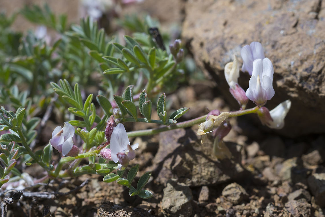 Balloon pod milk vetch this will develop impressive red and green air filled seed pods Astragalus whitneyi,Geotagged,Spring,United States